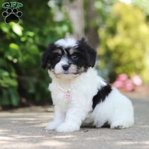 Dory, Cavachon Puppy
